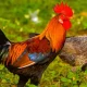 Arti Mimpi Ayam Jago: Apa yang Perlu Kamu Ketahui?