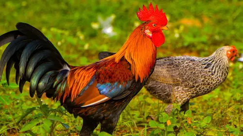 Arti Mimpi Ayam Jago: Apa yang Perlu Kamu Ketahui?