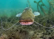 Arti Mimpi Ikan Lele Besar: Apa yang Perlu Kamu Ketahui?