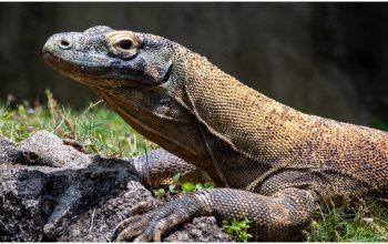 Arti Mimpi Biawak Masuk Rumah: Apa Sih Maknanya?