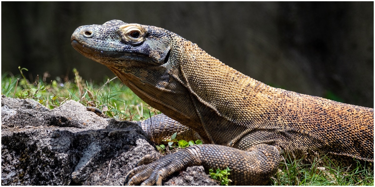 Arti Mimpi Biawak Masuk Rumah: Apa Sih Maknanya?