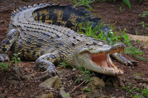 Arti Mimpi Melihat Buaya: Tafsir dan Makna yang Perlu Kamu Ketahui