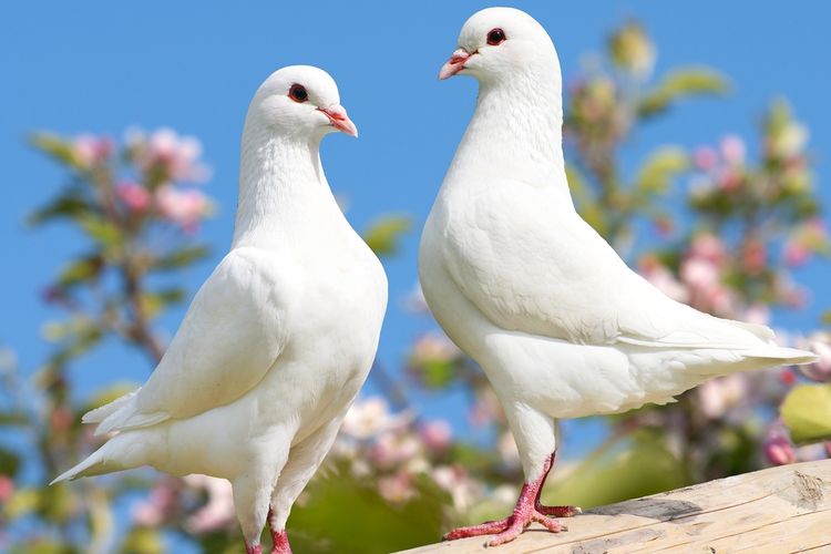 Arti Mimpi Burung Merpati: Simbol Cinta dan Perdamaian