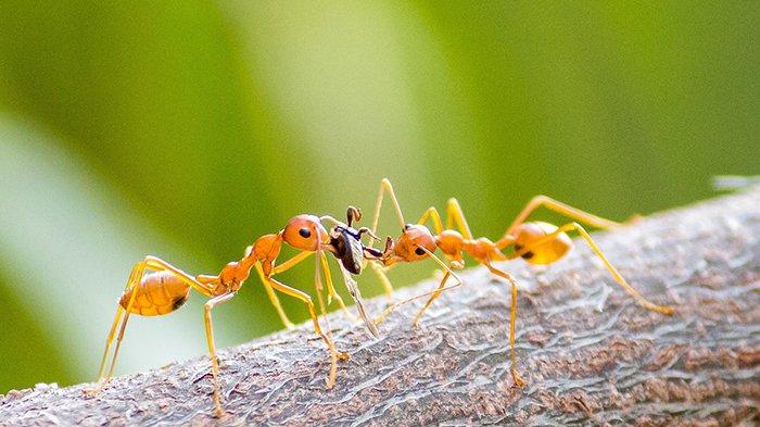 Arti Mimpi Semut: Apa yang Perlu Kamu Ketahui?