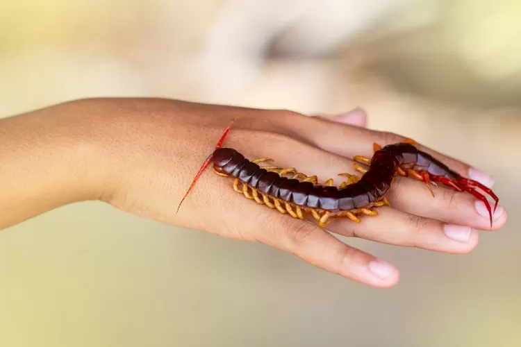 Arti Mimpi Lipan Merayap di Tubuh: Apa yang Perlu Kamu Tahu?