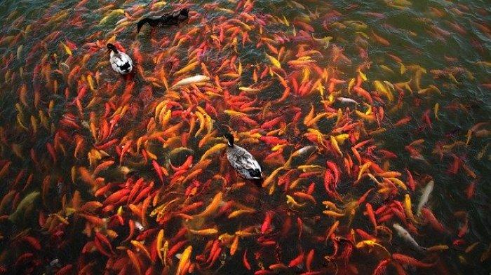 Arti Mimpi Melihat Ikan Banyak: Pertanda Baik atau Buruk?