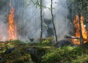 Arti Mimpi Kebakaran Hutan: Apa yang Perlu Kamu Ketahui?