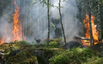 Arti Mimpi Kebakaran Hutan: Apa yang Perlu Kamu Ketahui?