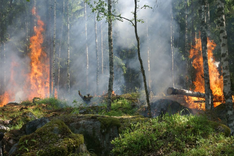 Arti Mimpi Kebakaran Hutan: Apa yang Perlu Kamu Ketahui?