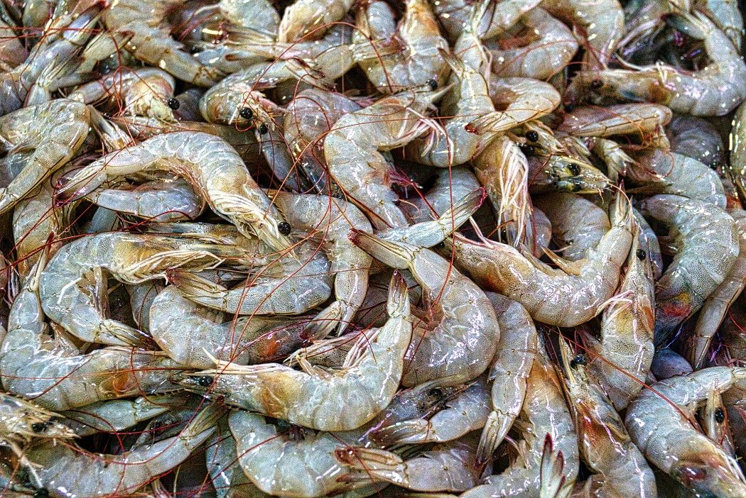 Arti Mimpi Udang: Simbol dan Makna yang Perlu Kamu Tahu