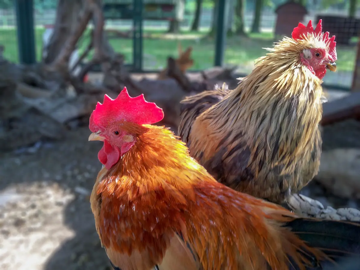 Arti Mimpi Ayam: Apa Sih Maknanya?