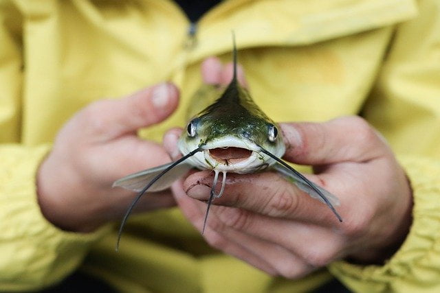 Arti Mimpi Ikan Lele: Apa yang Perlu Kamu Ketahui?