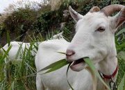 Arti Mimpi Kambing: Apa Sih Maknanya untuk Hidupmu?