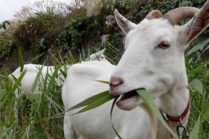 Arti Mimpi Kambing: Apa Sih Maknanya untuk Hidupmu?